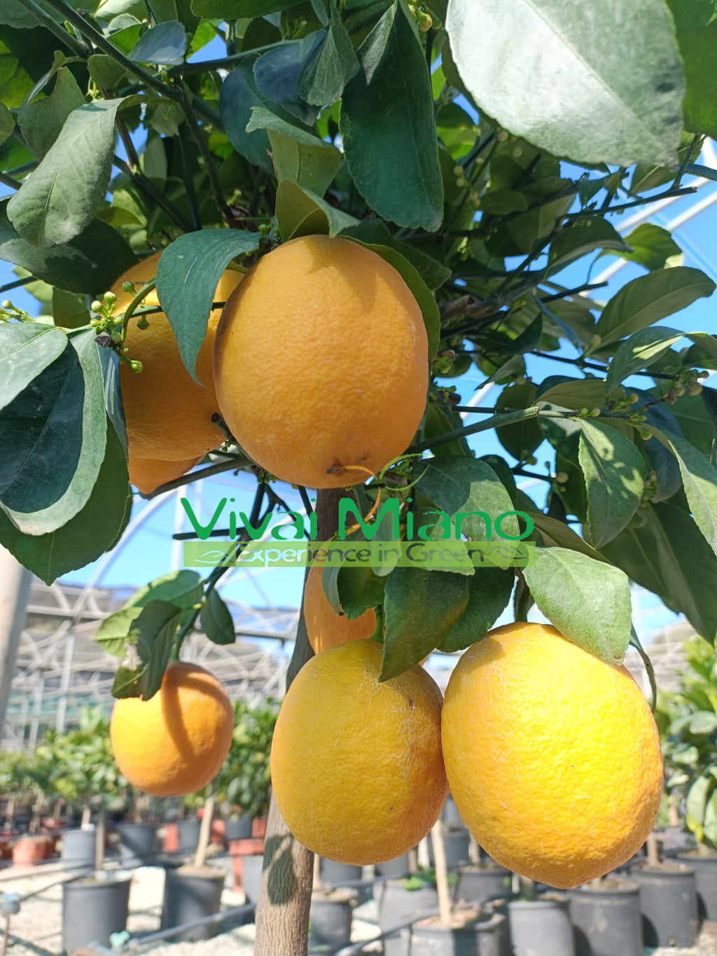 🍋 Il Limone Meyer: Il "Supereroe" degli Agrumi (che non teme il freddo!)