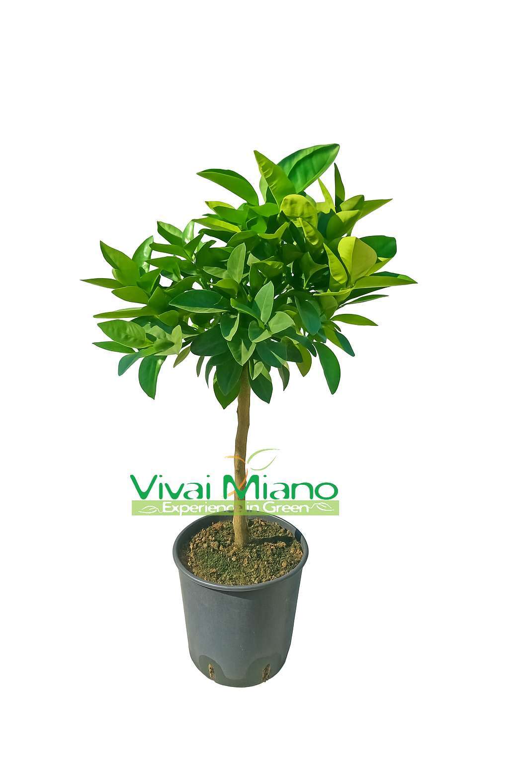 Pianta di Arancio Moro o Arancia Rossa di Sicilia (vaso - 20)