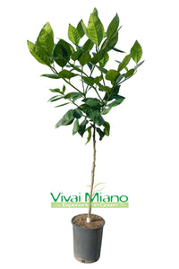 Pianta di Arancio Tarocco "Foglia di Nespolo"