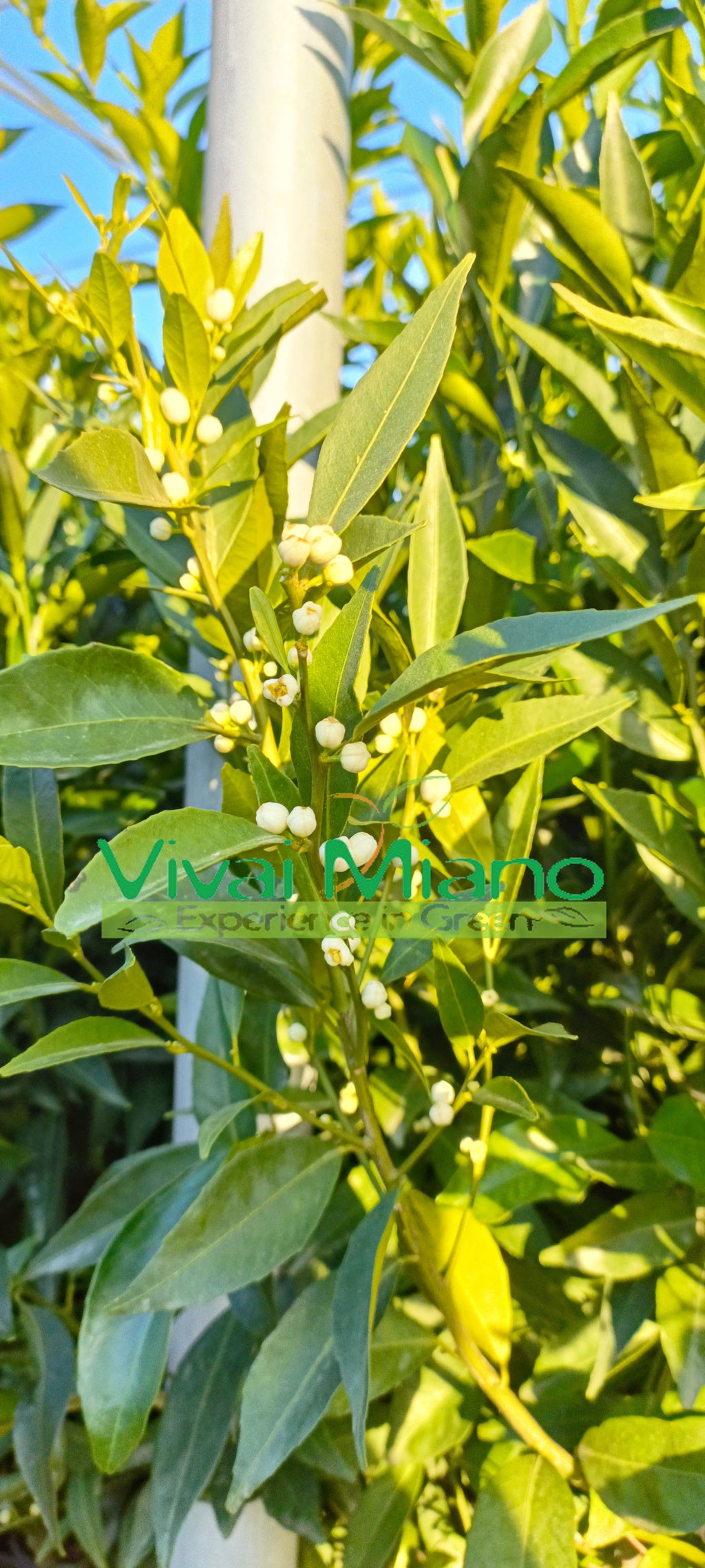 Pianta di Mandarino Tardivo di Ciaculli