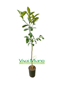 Pianta di Cedro Maxima o Gigante