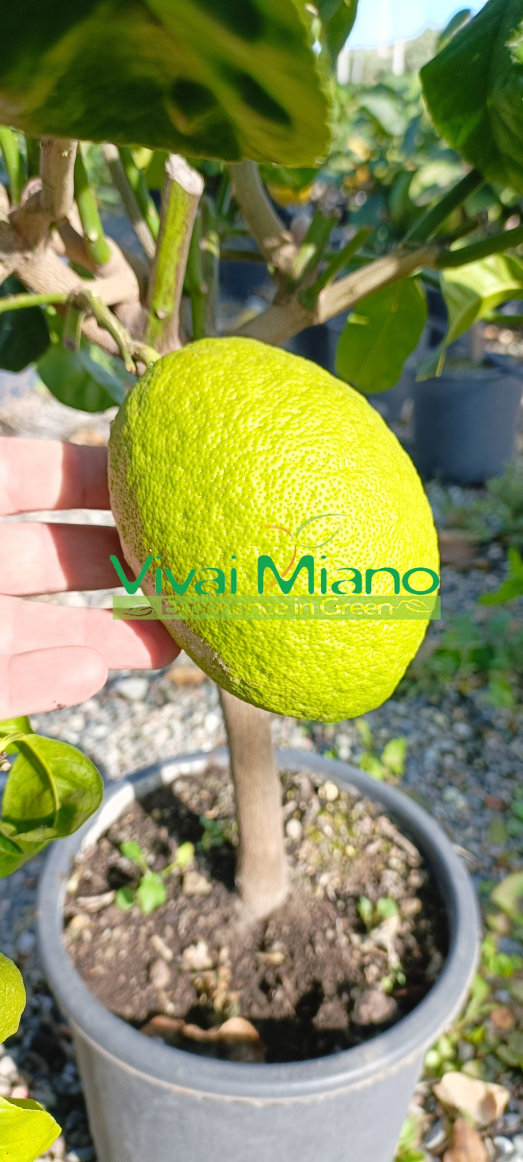Pianta di Cedro Piretto
