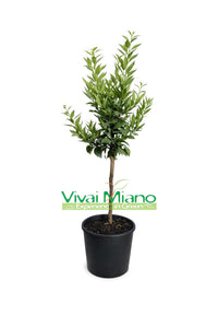 Pianta di Chinotto (vaso - 20)