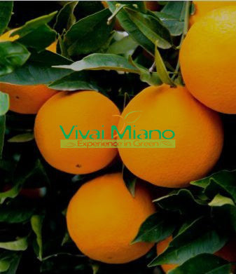 Pianta di Arancio Lane Late (vaso - 20)